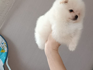 Мини(мишка) Spitz Pomeranian foto 9