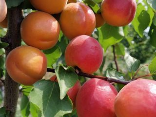Pomi fructiferi -cais (abrikos )    Pinkot ,  Farbaly , Farallia , Nadejda , Ananasovii      ... foto 6