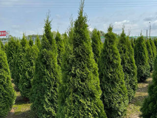 Thuja Smaragd