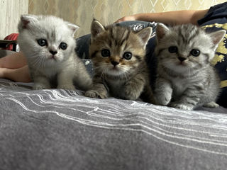 Scottish Fold și Scottish Straight