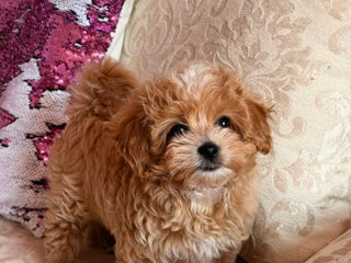 VIP девочка Maltipoo фото 2