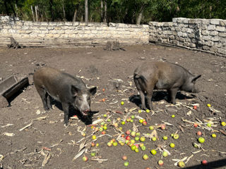 Dau in Arenda (pe termen lung)  ferma pentru cresterea porcilor animalelor pasarilor