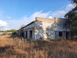 Fost complex de vite, teren de 15,50ha cu diferite construcții foto 8