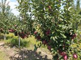 Producem pomi fructiferi pentru livezi pe garanție foto 9