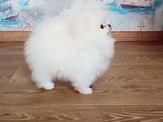 Мини(toi spitz Pomeranian) foto 9