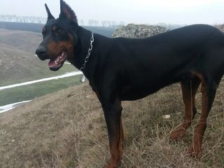 Doberman la imperechere foto 3