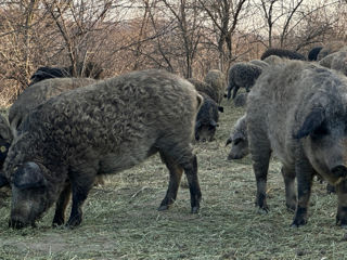 Porci mangalița foto 2