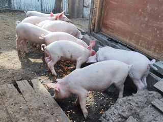 Porci vii in vinzare foto 2