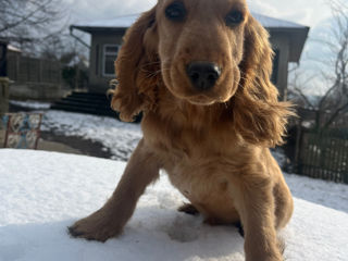 Cocker spaniel foto 4