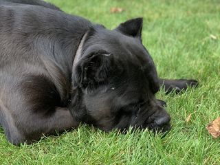 Cane Corso foto 3