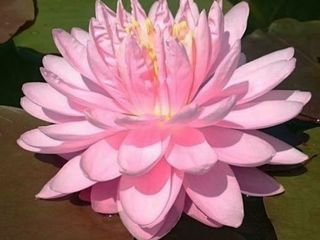 Нимфея Лили Понс (Nymphaea Lily Pons) foto 2