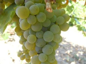 Vindem struguri pentru vin Sauvignon, Aligote foto 3