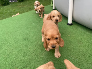 Vând cățeluși de rasă  Cocker Spaniel. foto 6