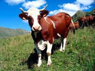 Cumpar animale vaci buhai cai minz cirlani oi capre куплю коров быков лошадей ! transport gratis