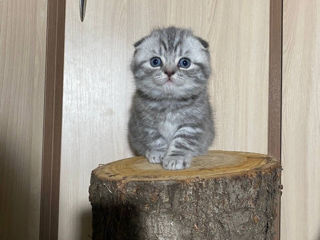 Видео в обьявлении .Шотландские котята фолд , окрас- "Черный мрамор на серебре"