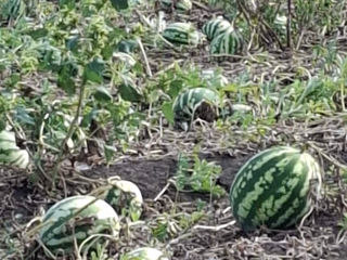 Harbuz mărunt - 1 leu/ kg foto 2