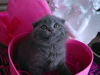 Scottish fold кошечка 2,5 месяцев foto 10