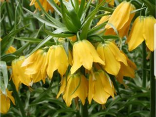 zambile, crocus, lalele, narcis, iris, branduse, fritillaria, muscari foto 1
