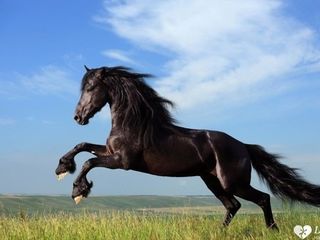 Primim  cai si minz !achitarea pe loc !transport gratis !куплю лошадей и жеребят! toata Moldova ! foto 1