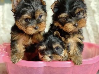 Yorkshire Terrier / Йорк / Йоркширский терьер foto 2