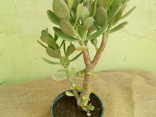 Crassula ovata (Денежное дерево) foto 2