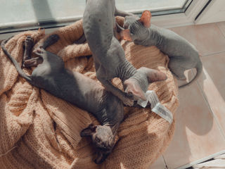 Spre vânzare aceste pisicuțe Sphynx foto 4