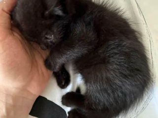 Срочно нужно дом котятам! Помогите спасти малышей foto 4