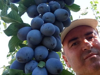 Pomi fructiferi - prun Stanley , Top - Hit ,  Agelino, Ciornîi Prinț , Piteșteanu , Blue Free foto 2