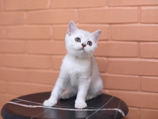 British Shorthair silver chinchilla . foto 9