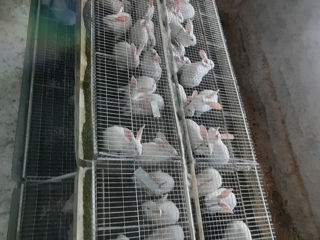 Carne de iepure, cantități mari livrăm și în Chișinău,130 lei/kg, foto 7