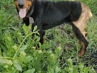 Vînd cățeauă de jagdterrier foto 3