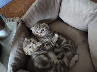 Котята Scottish fold foto 2