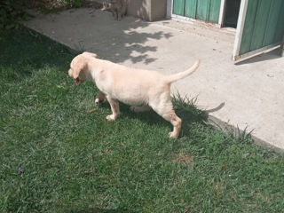 Căței de Labrador Retriever foto 2