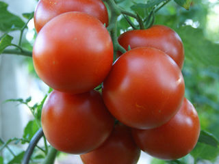 Rasada de tomate/ patlagele/ помидоры/ rosii. foto 1