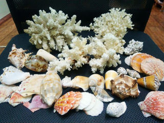 натуральные кораллы и ракушки foto 1