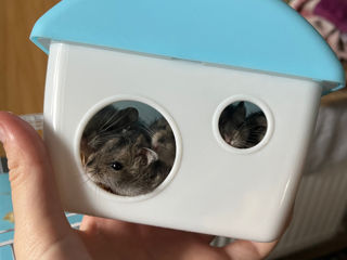 Vând hamsteri/продаю хомячки foto 2