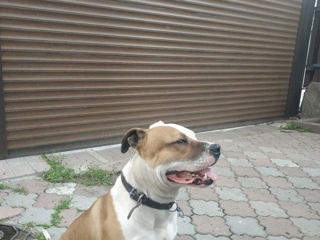 Amstaff 34kg pitbuli амстафф кабель foto 5