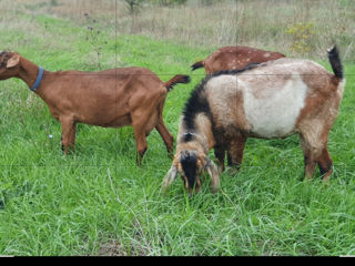 Vând Țap Anglo Nubian adult foto 4