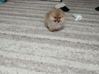 Spitz pomeranian(mini toy) foto 2