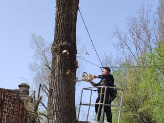 Doborîm arbori foarte mari și greu accesibili , lucrăm cu macaraua și autoturnul. foto 8