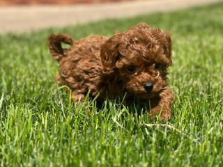 Toy poodle (той пудель) foto 3