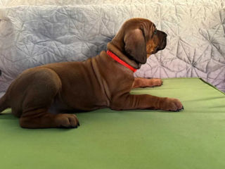 Pui Rhodesian Ridgeback de vânzare foto 4