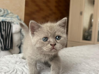 Vând Scottish ,Scottish fold foto 2