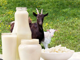 Lapte si brinza de capra