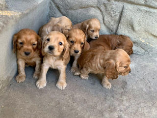 Cocker spaniel