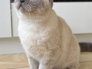 Motan de rasă pentru împerechere ( monta)– invităm pisici acasă la noi.  Кот для вязки ! фото 3