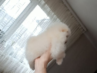 Мини(мишка) Spitz Pomeranian foto 4