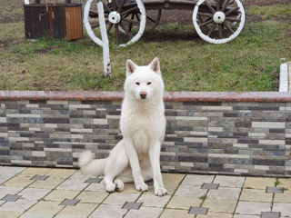 Akita Inu foto 2