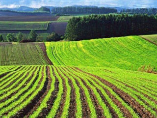 Cumpăr teren agricol Singureni foto 1