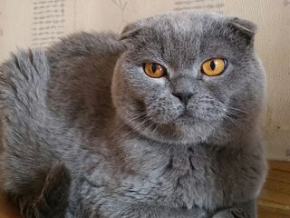 Monta!Imperechere,motan din rasa scottish fold(cu pedigree)! foto 3